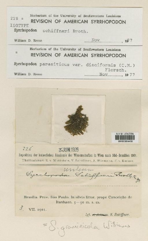 Syrrhopodon graminicola R.S.Williams - BM000664458