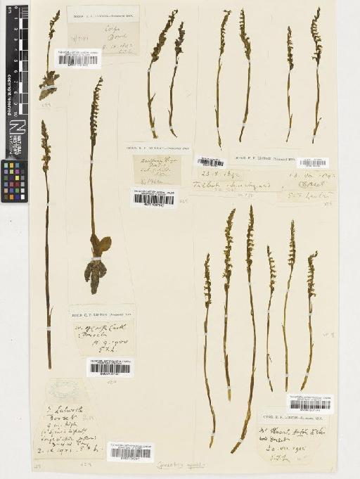 Spiranthes spiralis (L.) Chevall. - BM001037311