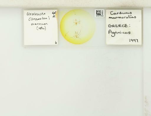 Uroleucon (Uromelan) aeneum Hille Ris Lambers, 1939 - 015271690_112823_1096657_157888_NoStatus