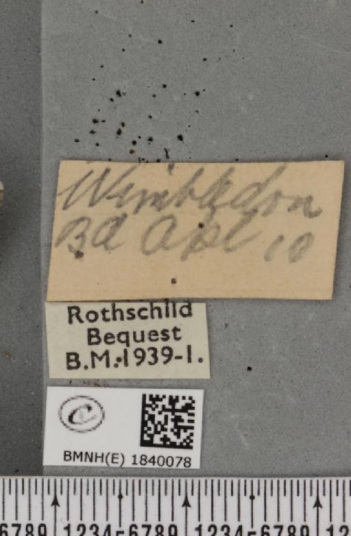 Biston betularia ab. carbonaria Jordan, 1869 - BMNHE_1840078_label_413072