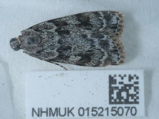 Scoparia basistrigalis Knaggs, 1866 - 015215070_2