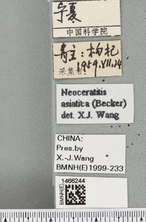 Neoceratitis asiatica (Becker, 1908) - BMNHE_1466244_label_27034