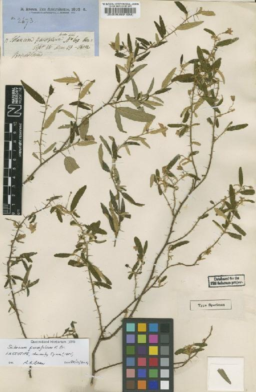 Solanum parvifolium R.Br. - BM000596889