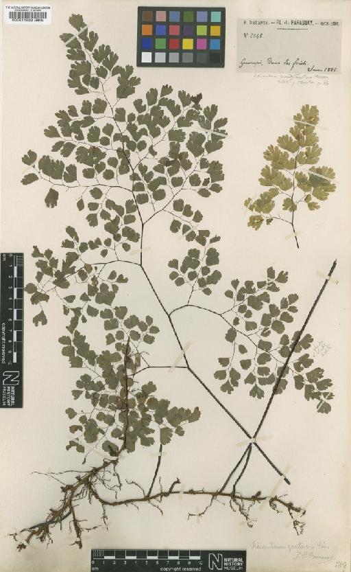 Adiantum pseudotinctum Hieron. - BM000511922