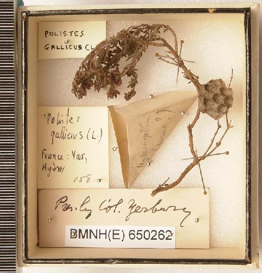 Polistes gallicus (Linnaeus, 1767) - Hymenoptera Nest BMNH(E) 650262