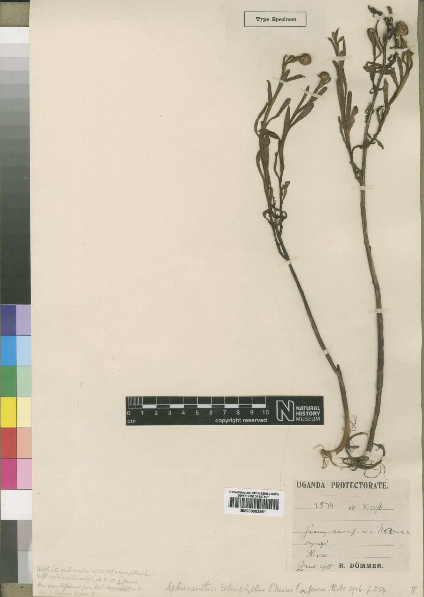 To NHMUK collection (Sphaeranthus suaveolens var. tetraphyllus (Moore) Ross-Craig; Type; NHMUK:ecatalogue:4529000)