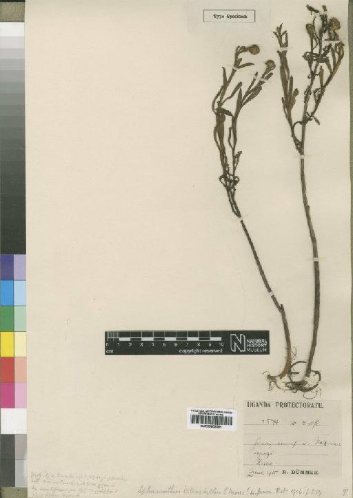 Sphaeranthus suaveolens var. tetraphyllus (Moore) Ross-Craig - BM000903951