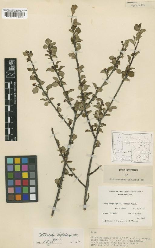 Cotoneaster taylorii Yu - BM000550213