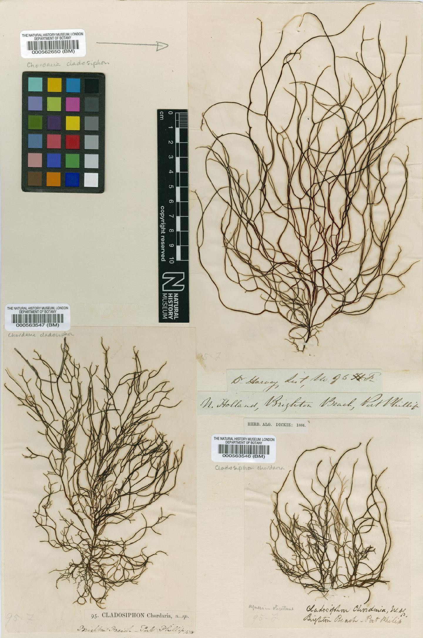 To NHMUK collection (Cladosiphon chordaria Harv.; Type; NHMUK:ecatalogue:4721823)