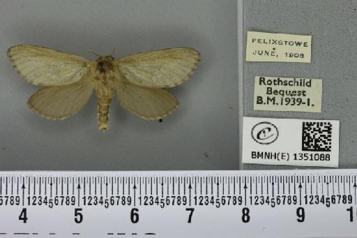 Korscheltellus lupulina ab. dacicus Caradja, 1893 - BMNHE_1351088_186207