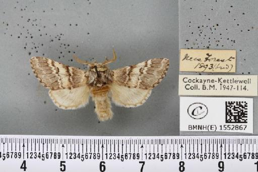 Drymonia ruficornis ab. argentea Closs, 1916 - BMNHE_1552867_243656