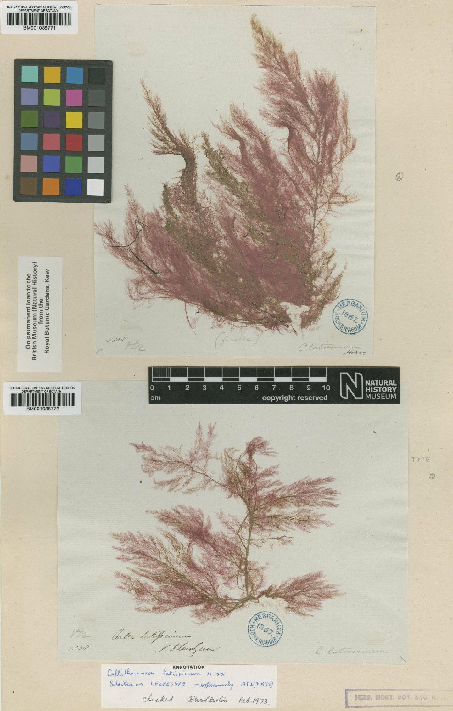 To NHMUK collection (Dasythamniella latissima (Harv.) Womersley; Lectotype; NHMUK:ecatalogue:643103)