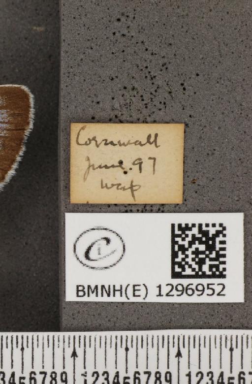 Maculinea arion eutyphron (Fruhstorfer, 1915) - BMNHE_1296952_label_134274