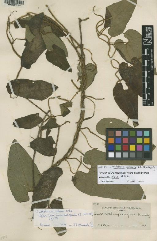 Aristolochia pilosa Kunth - BM000617134