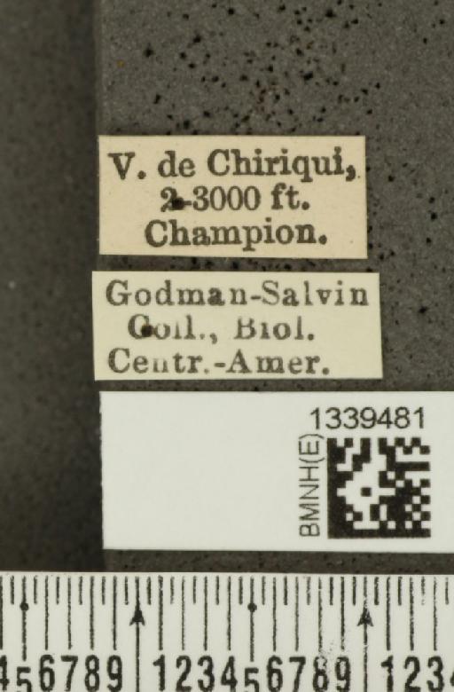 Isotes puella (Baly, 1886) - BMNHE_1339481_label_21911