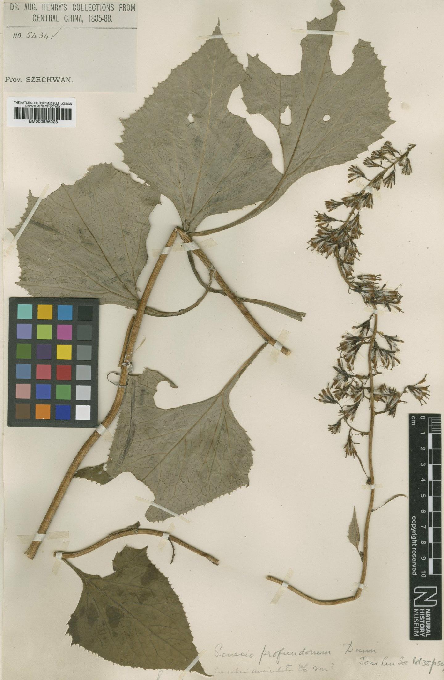 To NHMUK collection (Senecio profundorum Dunn; Isolectotype; NHMUK:ecatalogue:474713)