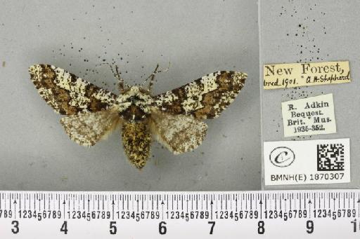 Biston strataria (Hufnagel, 1767) - BMNHE_1870307_460890