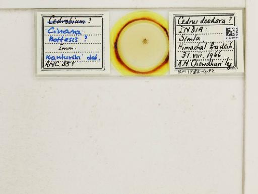 Cinara (Indocinara) hottesis Ghosh, Basu & Raychaudhuri, 1969 - 015321064_112965_1093885_157866_NoStatus