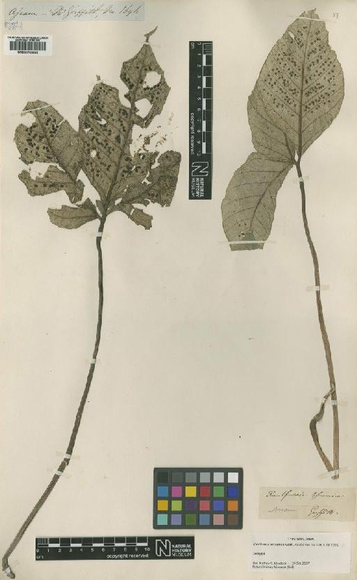 Christensenia aesculifolia (Blume) Maxon - BM000785802