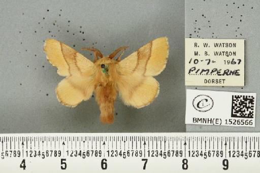 Malacosoma neustria (Linnaeus, 1758) - BMNHE_1526566_190908