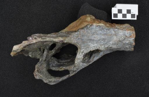 Scylacosauridae Broom, 1903 - NHMUK PV R 4100 - skull dorsal