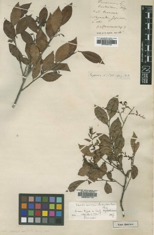 Vaccinium bracteatum Thunb. - BM000996465