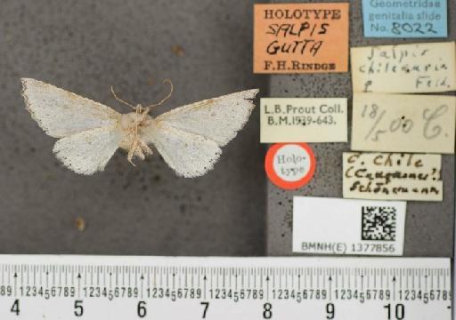 Salpis gutta Rindge, 1971 - Salpis gutta Rindge holotype female ventral