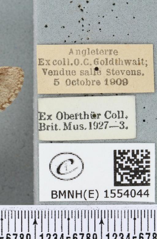 Drymonia ruficornis (Hufnagel, 1766) - BMNHE_1554044_label_244084