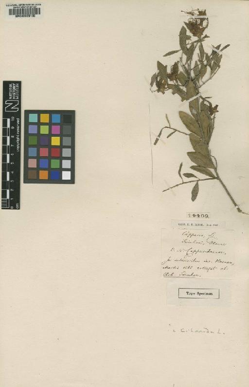 Capparis acutifolia subsp. bodinieri (Levl) Jacobs - BM000629186