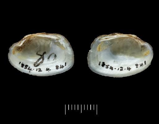 Unio guaraniana subterclass Palaeoheterodonta d'Orbigny, 1835 - 1854.12.4.841, LECTOTYPE, Unio guaraniana A.D.Orb., 1835