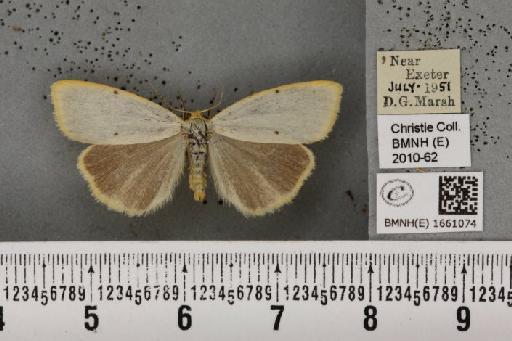 Cybosia mesomella (Linnaeus, 1758) - BMNHE_1661074_284757