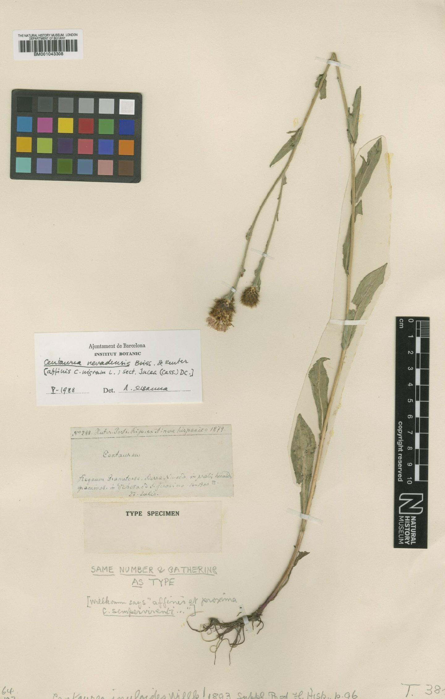 To NHMUK collection (Centaurea debeauxii subsp. nevadensis (Boiss. & Reut.) Dostal; Type; NHMUK:ecatalogue:1990220)