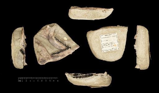 Haplobunodon lydekkeri Stehlin, 1908 - NHMUK PV OR 29713_1