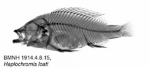 Haplochromis loati Greenwood, 1971 - BMNH 1914.4.8.15, Haplochromis loati, Radiograph