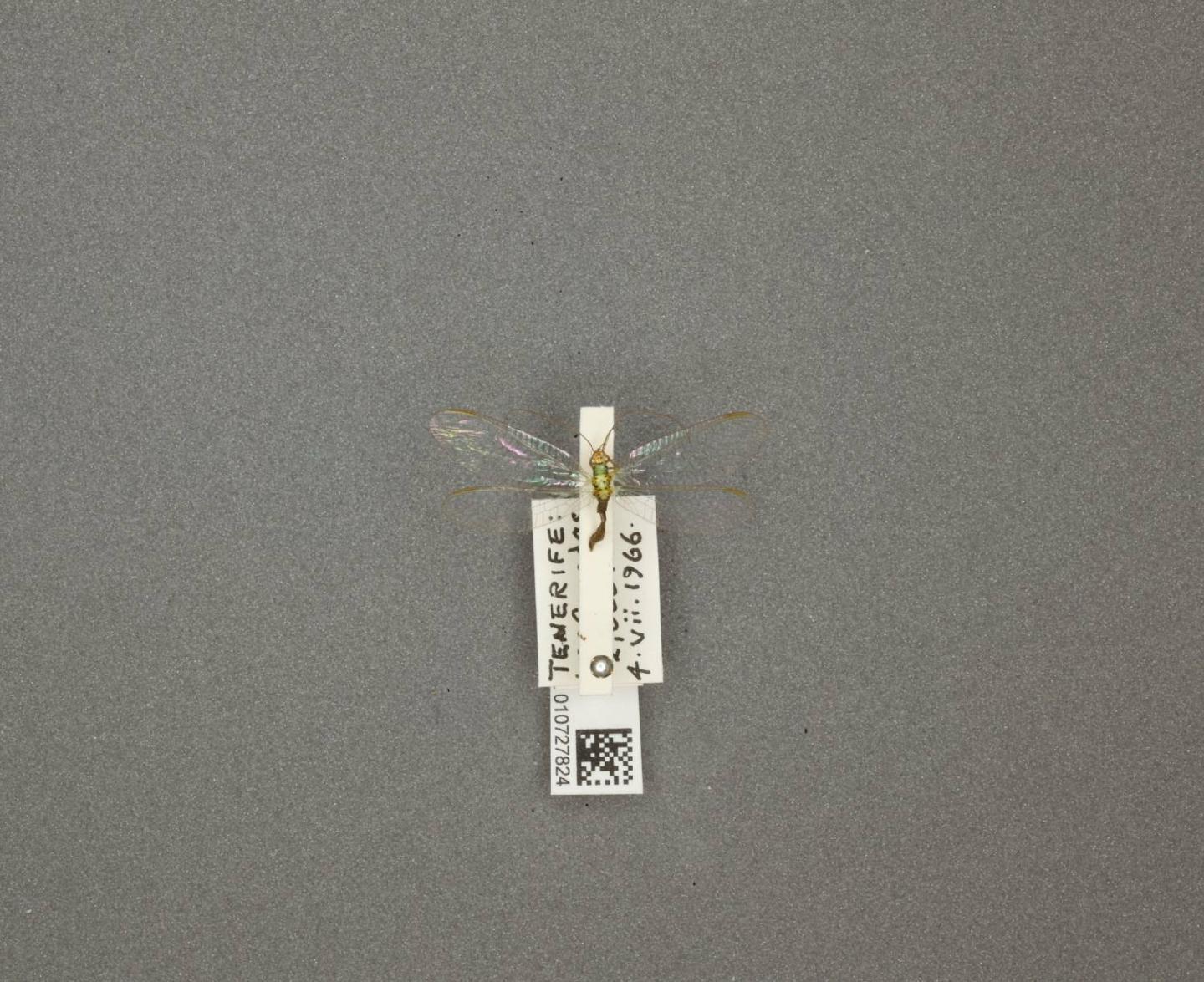 Chrysopa flaviceps