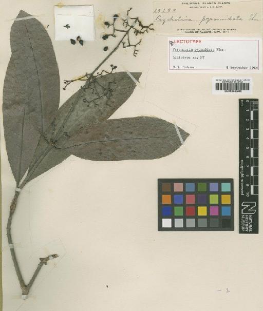Psychotria pyramidata Elmer - BM000945498