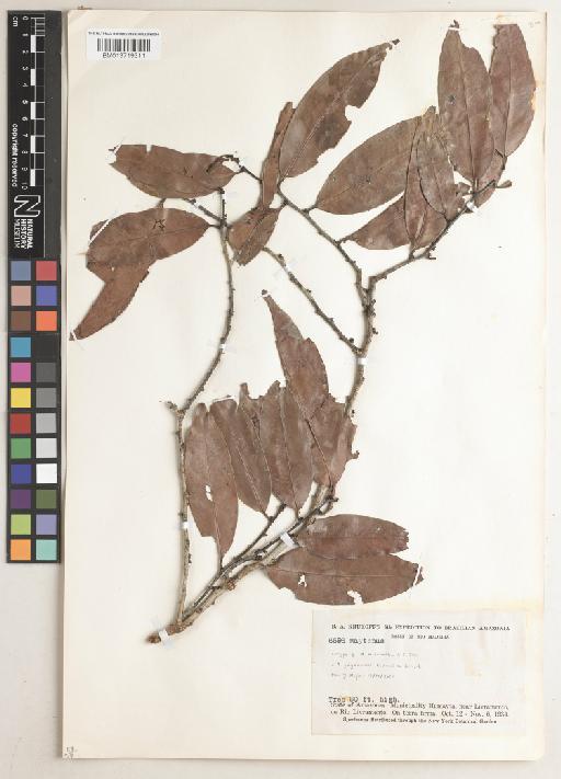 Maytenus guyanensis Klotzsch ex Reissek - BM013719311