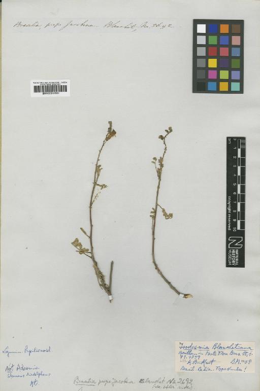 Chaetocalyx blanchetiana (Benth.) Rudd - BM000931581