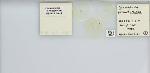 Isogonoceraia divergipennis White & Hodkinson, 1980 - 013482915_117198_1146273_157792_NonType_result