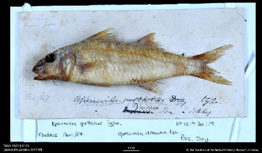 Upeneoides guttatus Day, 1868 - BMNH 1975.9.30.19 Upeneoides guttatus, SYNTYPE