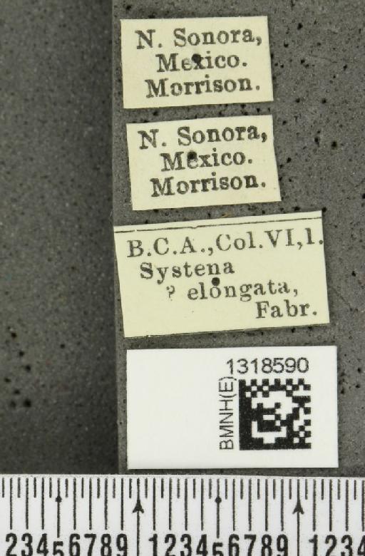 Systena blanda Melsheimer, F.E., 1847 - BMNHE_1318590_label_26445