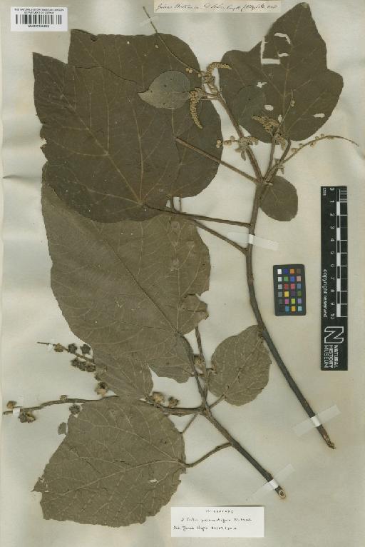 Croton palanostigma Klotzsch - BM001125626