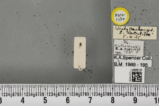 Phytomyza anthocercidis Spencer, 1977 - BMNHE_1488916_53275