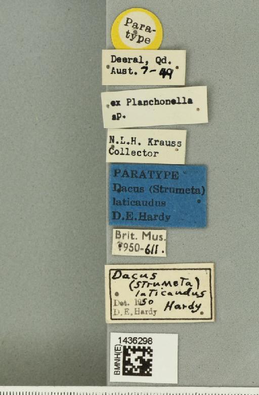 Bactrocera (Bactrocera) laticauda (Hardy, 1950) - BMNHE_1436298_label_32482