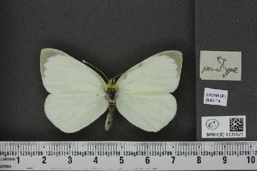 Pieris brassicae (Linnaeus, 1758) - BMNHE_1131621_a_97134