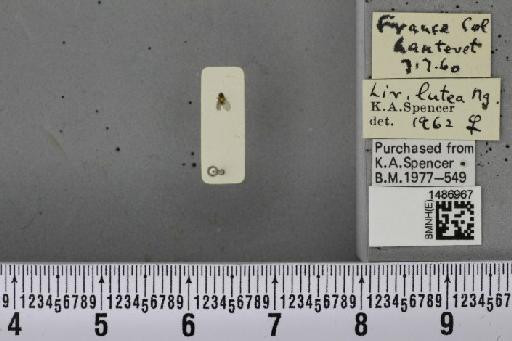 Liriomyza lutea (Meigen, 1830) - BMNHE_1486967_50570