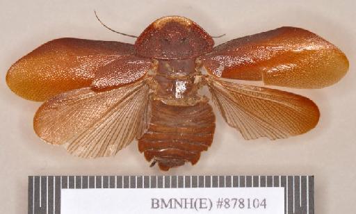 Zetobora rudis Walker, 1868 - Zetobora rudis Walker, F, 1868, male, holotype, dorsal. Photographer: Heidi Hopkins. BMNH(E)#878104