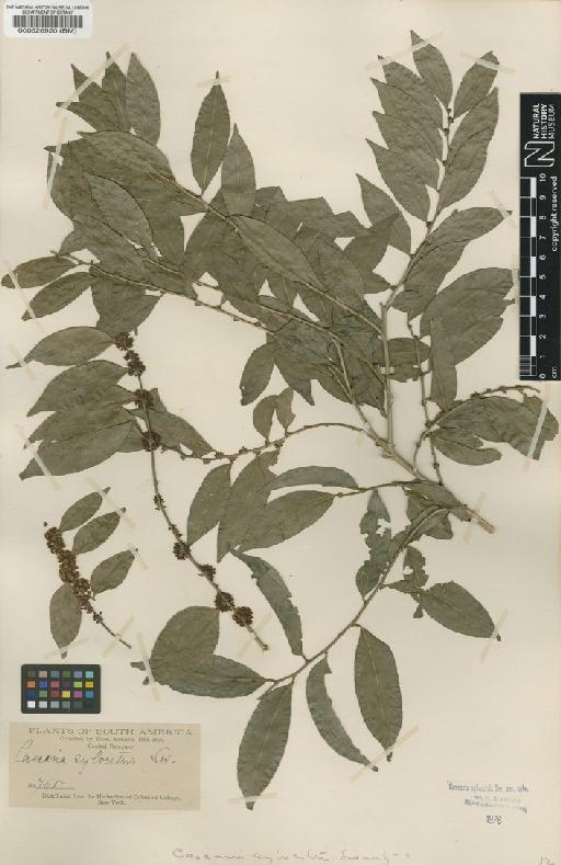 Casearia sylvestris var. sylvestris - BM000526920