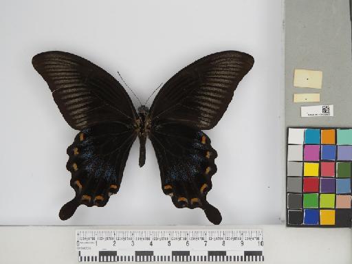 Lepidoptera Linnaeus, 1758 - 010606928_02