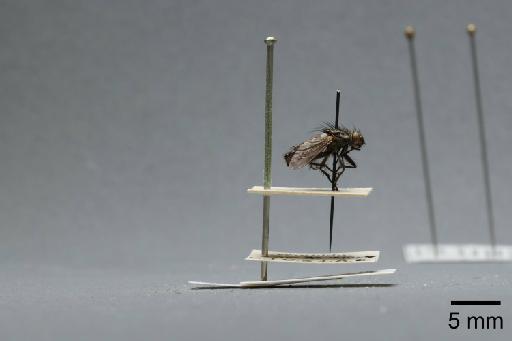 Sarcophaga (Thyrsocnema) incisilobata Pandelle, 1896 - 015093308_lateral